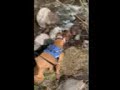 Boxer Rho at a Creek in Vail Colorado