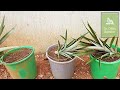 Top 3 Tips for growing PINEAPPLES super FAST from the top/crown