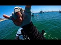 San Diego Bay Point Loma Halibut Hobie Kayak Fishing