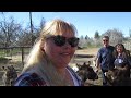 Gail's Miniature Donkey Ranch in Los Molinos CA