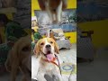 #Crubbythebeagle #howtotrainadog #funnyanimals how crubby performing the show