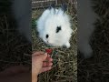Bunny Eats a Strawberry