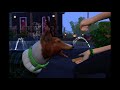 Lavish Kennel's St Patrick day dog trick show celebration. Sims 4
