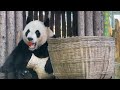 大虎子掏小竹篓的小表情太可爱了【Panda：♂金虎Jin Hu】大连森林动物园#大熊猫 #panda