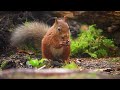 The Red Squirrel - Ireland 2023