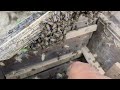 Capturing a swarm of Indian honeybee #bee #honeybee #beelover #beeswarm #apis #shortvideo #shorts