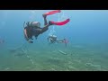 The Fab 6 dive at Fredericksted Pier, sorry about some of the camera work LOL #stx #usvi