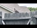 A sign of love and peace from a dove visiting me - backyard birds in East Tennessee.