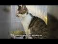 A cat with an injured eye faces the wall waiting to die, but the angels get there first!