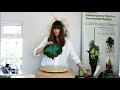 Flower Arranging at Home -  #2 - How to.. Create a Puffed Cordyline Cushion Coffee Table Arrangement