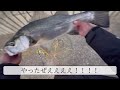 ジグヘッドに生きたイワシ付けたら大物釣れた。