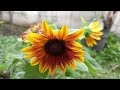 One kind of a dwarf sunflower || Little Becka Sunflower || Branching Sunflower || Gardening