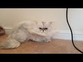 How to wash your Persian cat