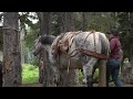 Yellowstone Ranch Horses - Ladies Backcountry Pack Trip