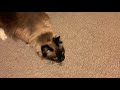 My cat Rascal digging on some catnip