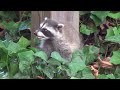 Cute Baby Raccoons in Trouble, Mother to the Rescue