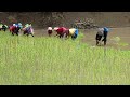 Traditional method of rice plantation in India #naga #tangkhul #riceplantation #farming #riceplant