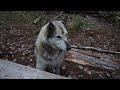 Life in a Remote Log Cabin with my Two Dogs | Solar Generator EcoFlow