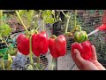 How To Grow Bell Peppers/Capsicums In Pots | SEED TO HARVEST | SUPER EASY WAY