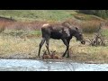 Cow Moose and Two Calves