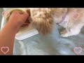 Yesterday was it my dog Wendy’s birthday!❤️🥳 #cutedogs #cute #birthday | Fiona Clips