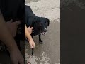 Hilarious Dog Throws Tantrum at Beach