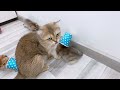 You Laugh You Lose 🤣 Funniest Cats and Dogs 2024 😸🐶 Part 27