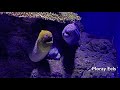 Beautiful Aquarium Cairns Australia Coral Reef Fish | Queensland Tourist Attractions in Australia 💙