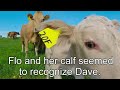 Unbelievable Footage Shows Cow Asking Man To Save Calf