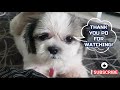 Best Dog Food! (Easy, Tipid, Healthy, & Homemade) / ft. My Furbabies / Vlog 007