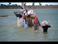 taunsa sharif flood 2022 | balochistan flood 2022 | sawat flood 2022 | Flood in River taunsa