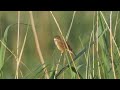 OISEAUX QUI CHANTENT: 24 Oiseaux chanteurs Français