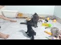 You Laugh You Lose😹Funniest Dogs and Cats 2024😻🐈
