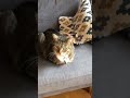 Loaf of cat 🍞🐱