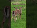 Momma Doe and the Twins: Where's Momma? (White-tailed Deer Herd)