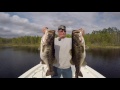 Shiner Fishing For Big Trophy Bass 46 Lbs. Five Fish Limit