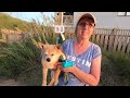 The Life of Riley | Amazing Adventures of a PomChi