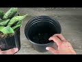 7 Snake Plant Care Tips That You Need to Know - Sansevieria Houseplant Care