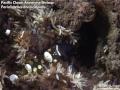 Diving the Lembeh Strait