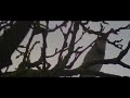 blue jay video from what I just did today