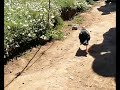 Here's a little Puffin going for a little walk