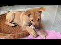 Introduce a new kitten to a puppy! How does the puppy react? Cute animal videos