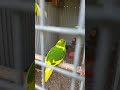 My dad and his birds