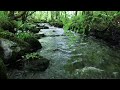 Nature Sounds of a Forest River for Relaxing-Natural meditation music of a Waterfall & Bird Sounds