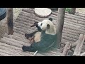 大虎子出来上班啦。😊【Panda：♂金虎Jin Hu】大连森林动物园#大熊猫 #panda