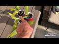 How to grow a queen palm from seed