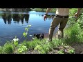 SAVING AN OLD LOG CABIN IN THE MAINE WOODS (with a dog) | Cabin Restoration