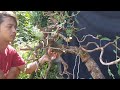 TEKUK BONSAI PALING EKSTRIME - bonsai asam