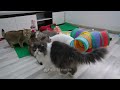 You Laugh You Lose 🤣 Funniest Cats and Dogs 2024 😸🐶 Part 30