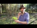 Horsetail - Old World Herb for New World Health | Harmonic Arts